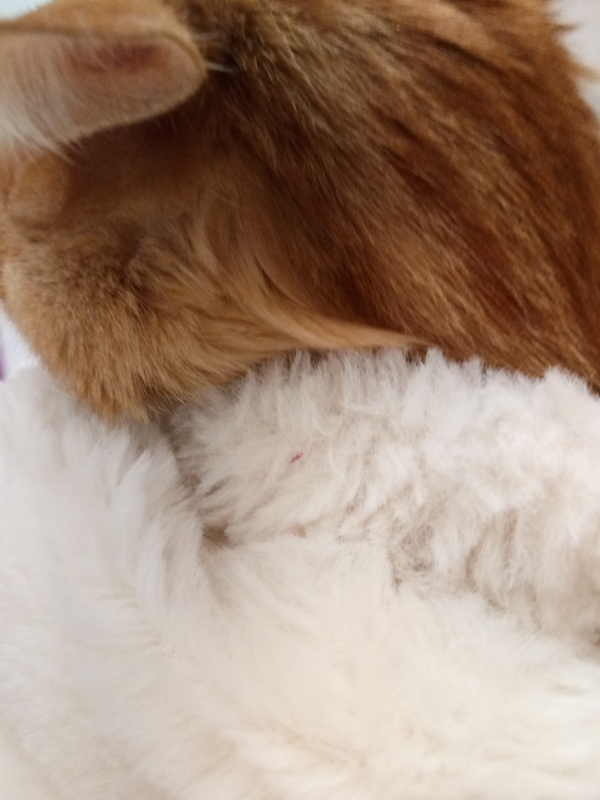 小猫咪-猫咪宠物论坛-生活日常-猫咪网络